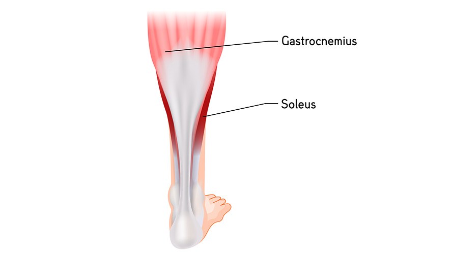 Illustration p� vadmuskeln.